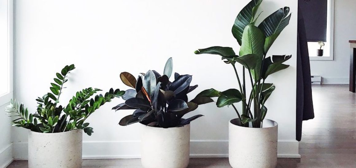 best-air-purifying-plants-for-home-office-wellbeing