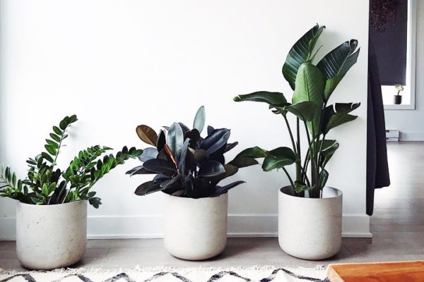 best-air-purifying-plants-for-home-office-wellbeing best-air-purifying-plants-for-home-office-wellbeing